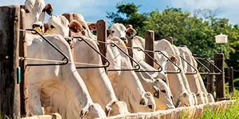 Imagem Curso Técnico